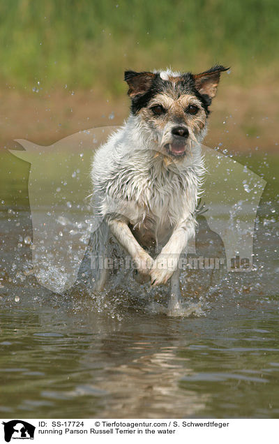 Parson Russell Terrier rennt im Wasser / running Parson Russell Terrier in the water / SS-17724