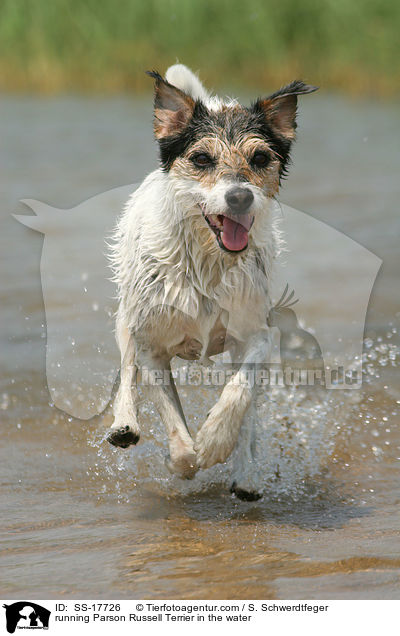 Parson Russell Terrier rennt durch das Wasser / running Parson Russell Terrier in the water / SS-17726