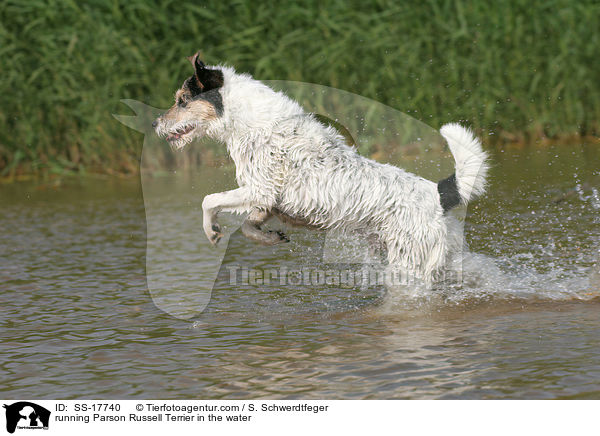 Parson Russell Terrier rennt durch das Wasser / running Parson Russell Terrier in the water / SS-17740