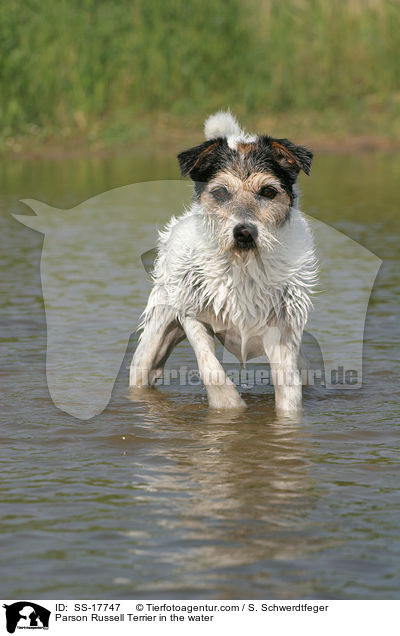 Parson Russell Terrier im Wasser / Parson Russell Terrier in the water / SS-17747