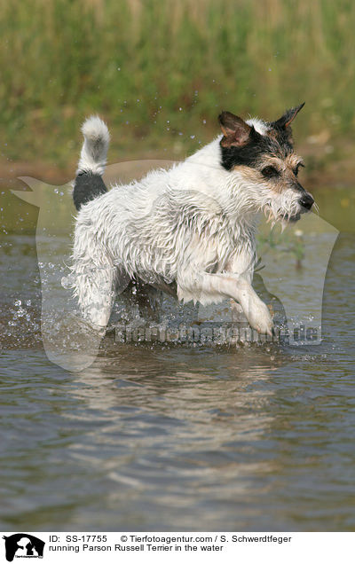 Parson Russell Terrier rennt durchs Wasser / running Parson Russell Terrier in the water / SS-17755