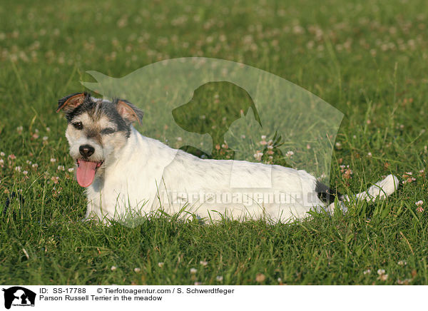 Parson Russell Terrier auf Wiese / Parson Russell Terrier in the meadow / SS-17788