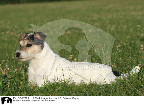 Parson Russell Terrier auf Wiese / Parson Russell Terrier in the meadow / SS-17791
