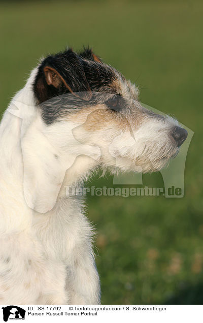 Parson Russell Terrier Portrait / Parson Russell Terrier Portrait / SS-17792