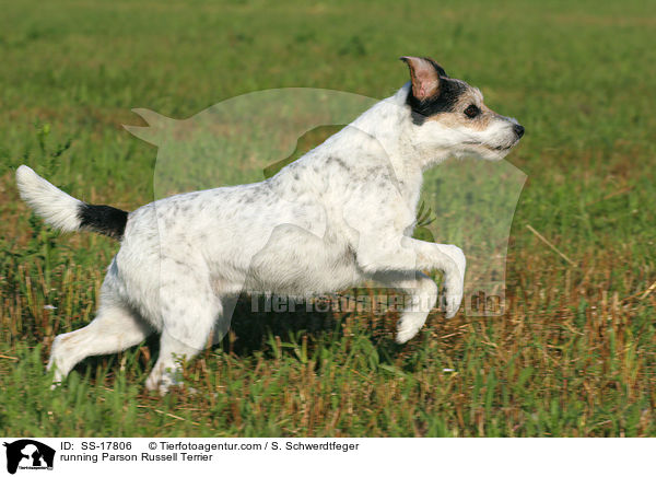 rennender Parson Russell Terrier / running Parson Russell Terrier / SS-17806