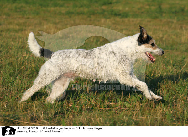 rennender Parson Russell Terrier / running Parson Russell Terrier / SS-17816