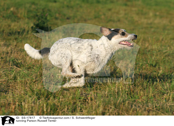 rennender Parson Russell Terrier / running Parson Russell Terrier / SS-17817