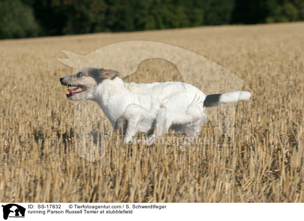 rennender Parson Russell Terrier auf dem Stoppelfeld / running Parson Russell Terrier at stubblefield / SS-17832