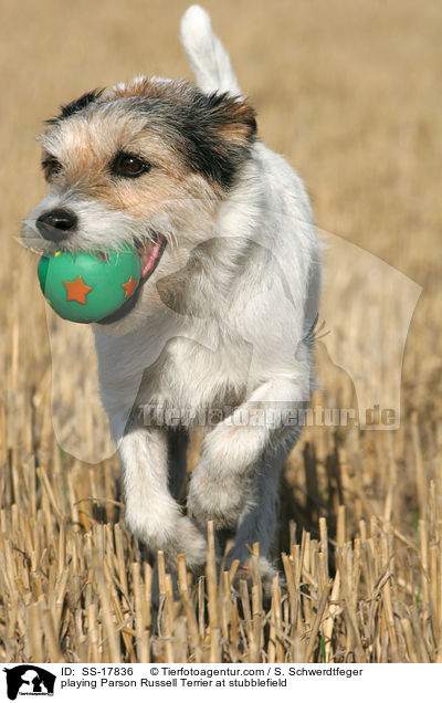 spielender Parson Russell Terrier auf dem Stoppelfeld / playing Parson Russell Terrier at stubblefield / SS-17836