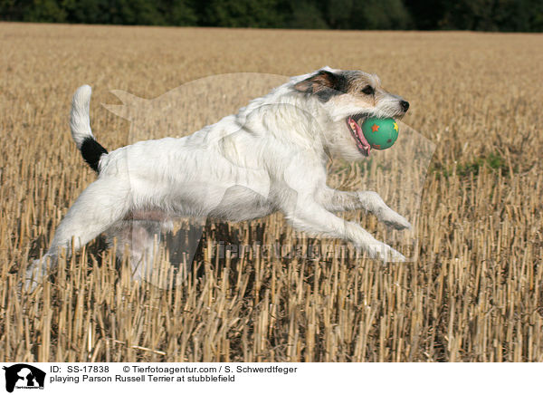 spielender Parson Russell Terrier auf dem Stoppelfeld / playing Parson Russell Terrier at stubblefield / SS-17838