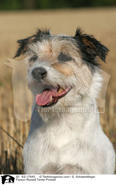 Parson Russell Terrier Portrait / Parson Russell Terrier Portrait / SS-17845