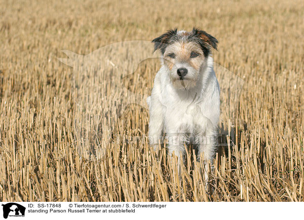 stehender Parson Russell Terrier auf dem Stoppelfeld / standing Parson Russell Terrier at stubblefield / SS-17848