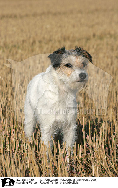 stehender Parson Russell Terrier auf dem Stoppelfeld / standing Parson Russell Terrier at stubblefield / SS-17851