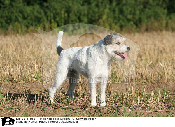 stehender Parson Russell Terrier auf dem Stoppelfeld / standing Parson Russell Terrier at stubblefield / SS-17853