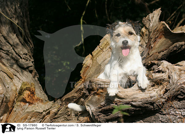 liegender Parson Russell Terrier / lying Parson Russell Terrier / SS-17860