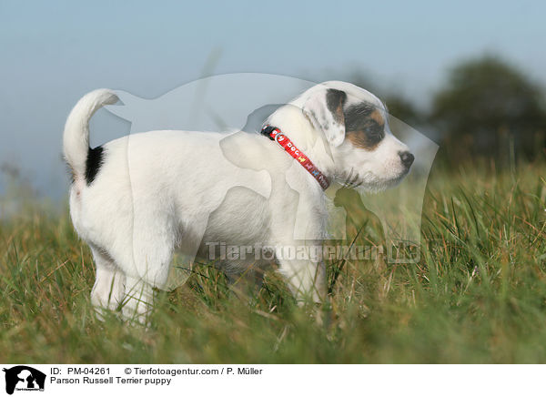 Parson Russell Terrier Welpe / Parson Russell Terrier puppy / PM-04261