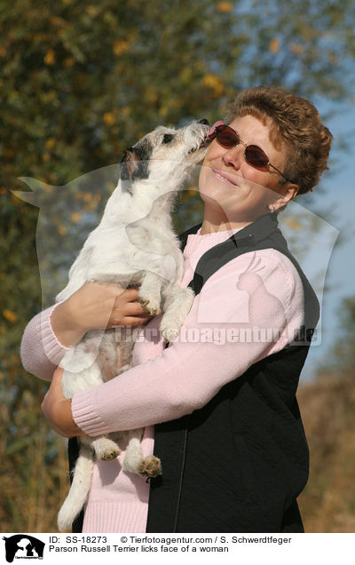 Parson Russell Terrier leckt Frau an / Parson Russell Terrier licks face of a woman / SS-18273