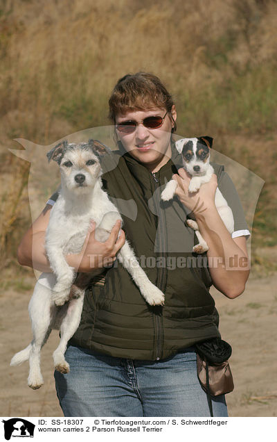 Frau trgt 2 Parson Russell Terrier / woman carries 2 Parson Russell Terrier / SS-18307