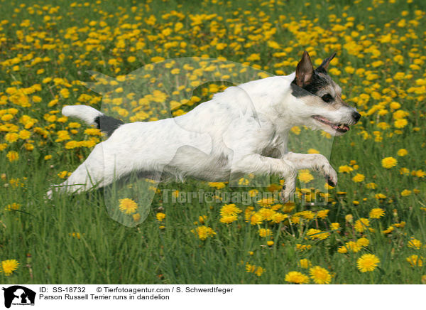 Parson Russell Terrier rennt ber Lwenzahnwiese / Parson Russell Terrier runs in dandelion / SS-18732
