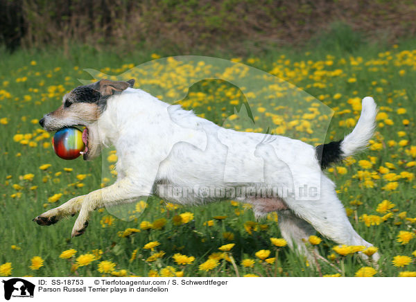 Parson Russell Terrier spielt auf Lwenzahnwiese / Parson Russell Terrier plays in dandelion / SS-18753