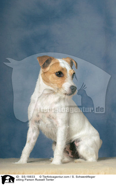 sitzender Parson Russell Terrier / sitting Parson Russell Terrier / SS-18833