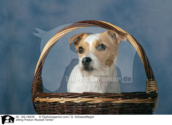 sitzender Parson Russell Terrier / sitting Parson Russell Terrier / SS-18835