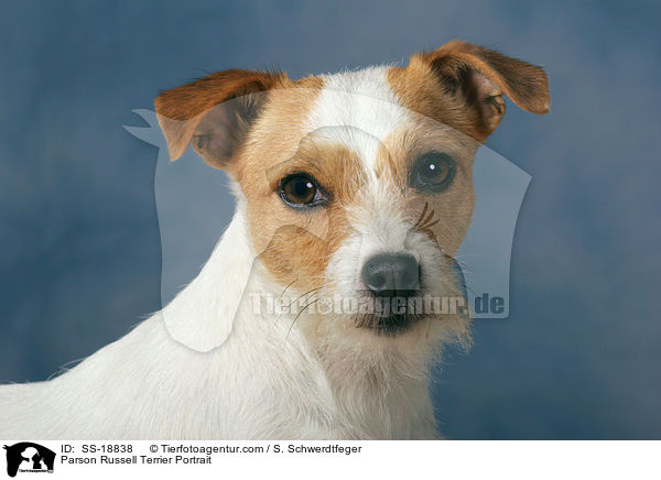 Parson Russell Terrier Portrait / Parson Russell Terrier Portrait / SS-18838