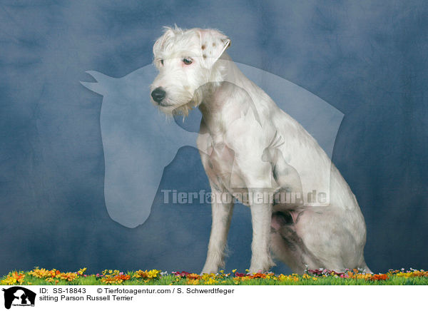 sitzender Parson Russell Terrier / sitting Parson Russell Terrier / SS-18843