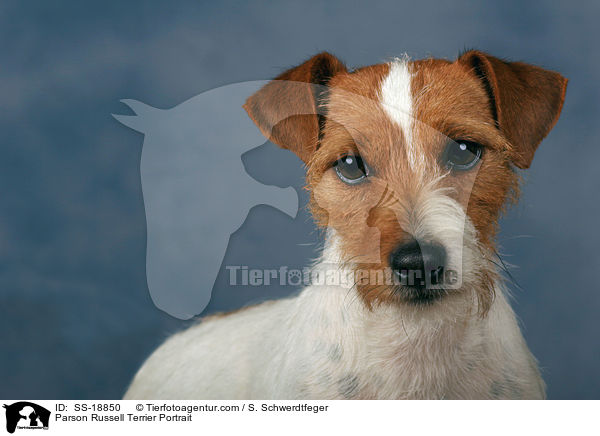 Parson Russell Terrier Portrait / Parson Russell Terrier Portrait / SS-18850
