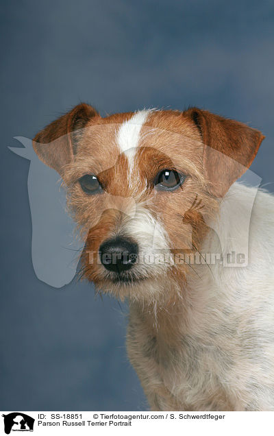 Parson Russell Terrier Portrait / Parson Russell Terrier Portrait / SS-18851