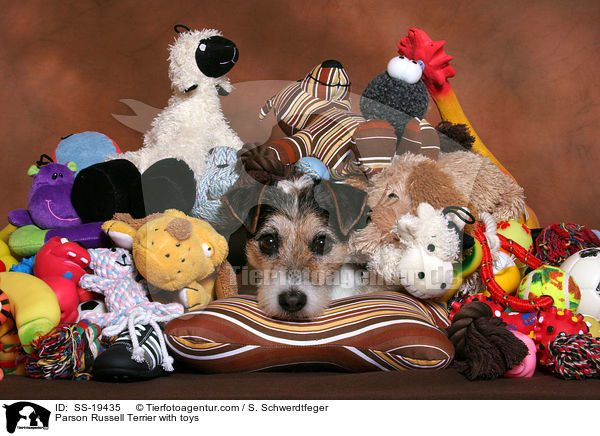 Parson Russell Terrier with toys / SS-19435