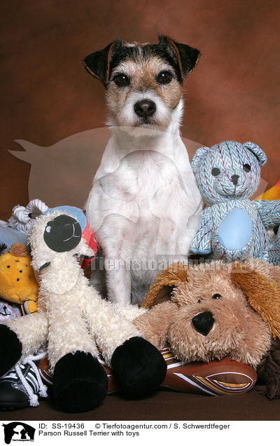 Parson Russell Terrier im Spielzeughaufen / Parson Russell Terrier with toys / SS-19436