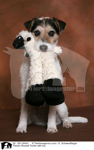 Parson Russell Terrier with toy / SS-19443