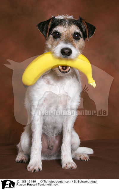 Parson Russell Terrier mit Spielzeug / Parson Russell Terrier with toy / SS-19446