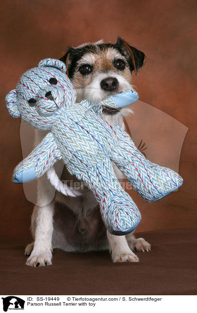 Parson Russell Terrier mit Spielzeug / Parson Russell Terrier with toy / SS-19449