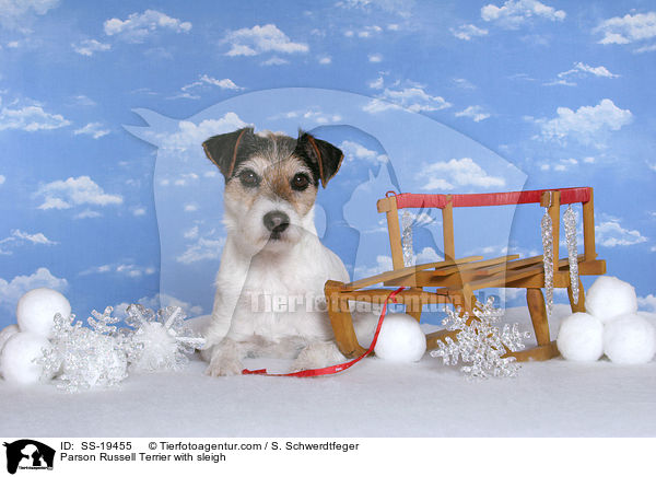 Parson Russell Terrier mit Schlitten / Parson Russell Terrier with sleigh / SS-19455