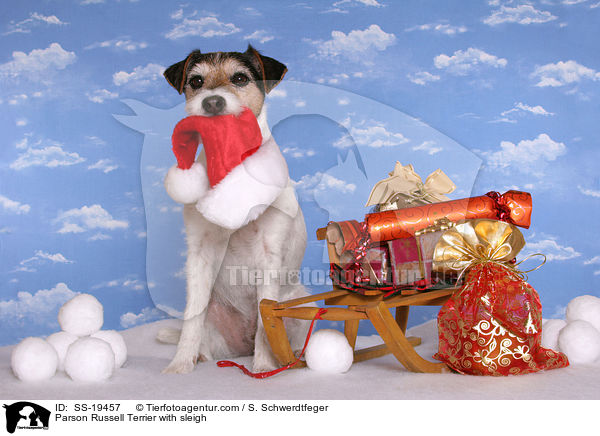 Parson Russell Terrier mit Schlitten / Parson Russell Terrier with sleigh / SS-19457