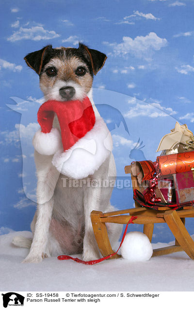 Parson Russell Terrier mit Schlitten / Parson Russell Terrier with sleigh / SS-19458