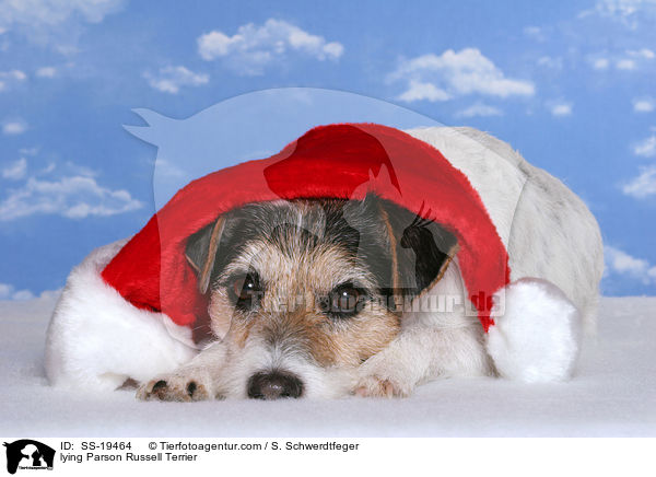 lying Parson Russell Terrier / SS-19464