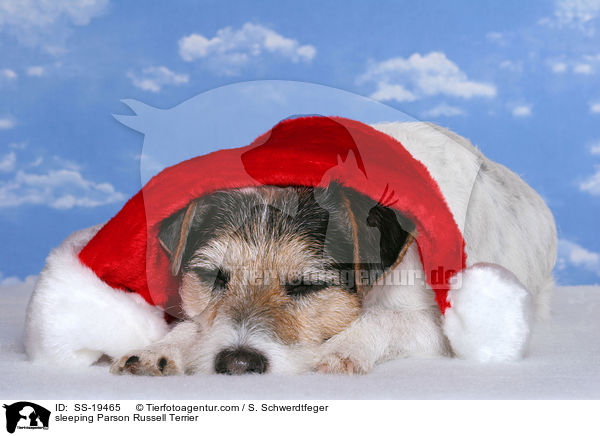 schlafender Parson Russell Terrier / sleeping Parson Russell Terrier / SS-19465
