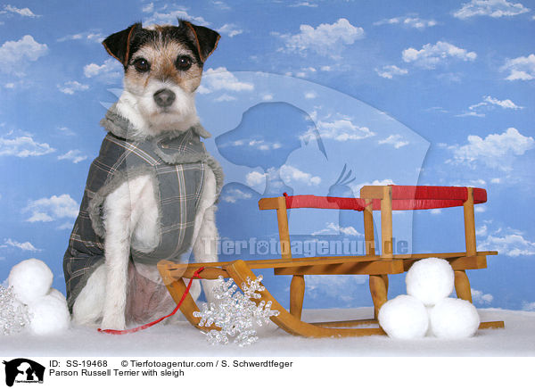 Parson Russell Terrier mit Schlitten / Parson Russell Terrier with sleigh / SS-19468