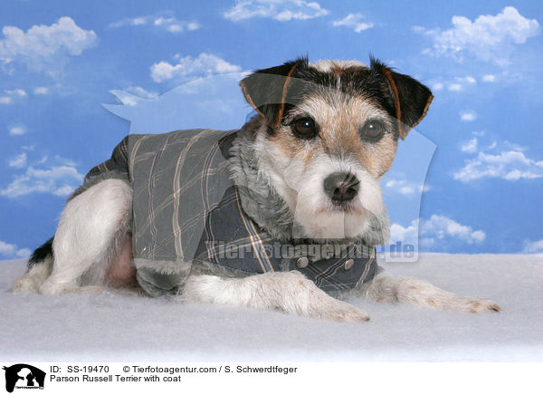 Parson Russell Terrier mit Mantel / Parson Russell Terrier with coat / SS-19470