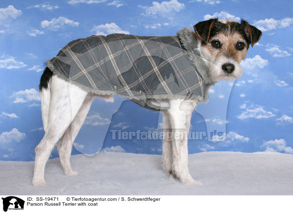 Parson Russell Terrier mit Mantel / Parson Russell Terrier with coat / SS-19471