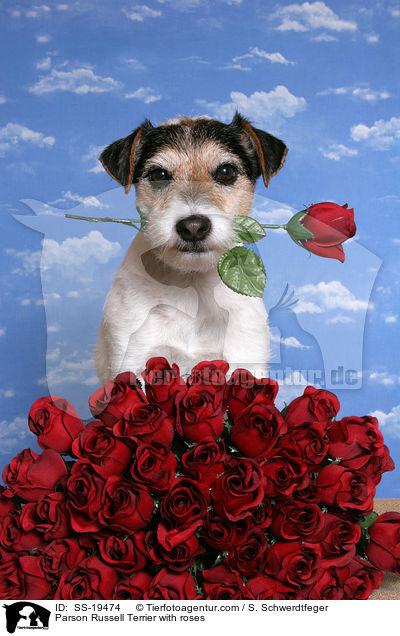 Parson Russell Terrier mit Rosen / Parson Russell Terrier with roses / SS-19474