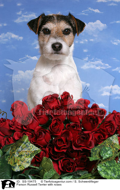 Parson Russell Terrier mit Rosen / Parson Russell Terrier with roses / SS-19475