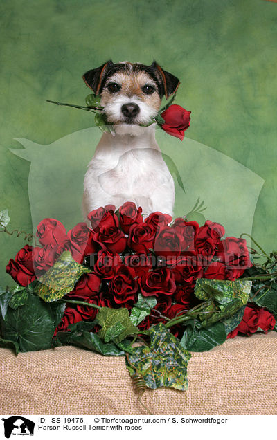 Parson Russell Terrier mit Rosen / Parson Russell Terrier with roses / SS-19476