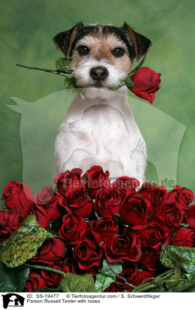 Parson Russell Terrier with roses / SS-19477