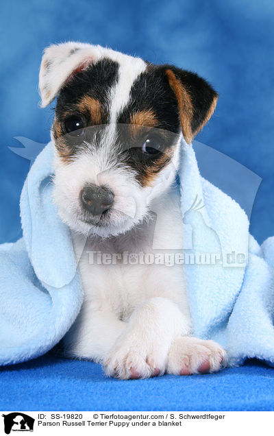 Parson Russell Terrier Welpe / Parson Russell Terrier Puppy / SS-19820