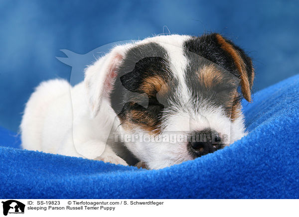Parson Russell Terrier Welpe / Parson Russell Terrier Puppy / SS-19823