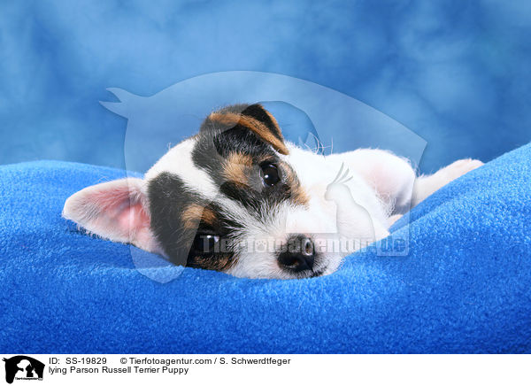 Parson Russell Terrier Welpe / Parson Russell Terrier Puppy / SS-19829